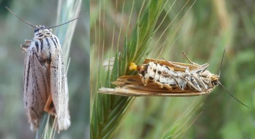 Réf. 258 581 : Coscinia striata